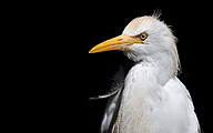 Cattle Egret (Bubulcus ibis)